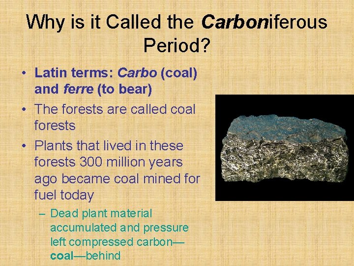 Why is it Called the Carboniferous Period? • Latin terms: Carbo (coal) and ferre