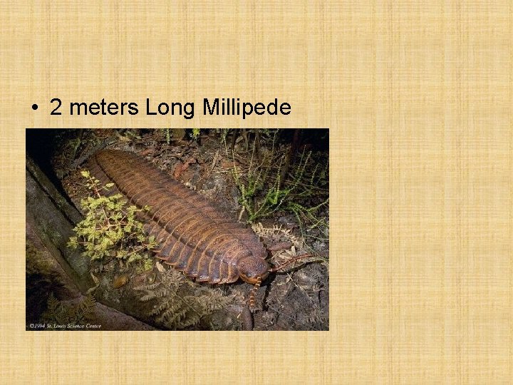  • 2 meters Long Millipede 