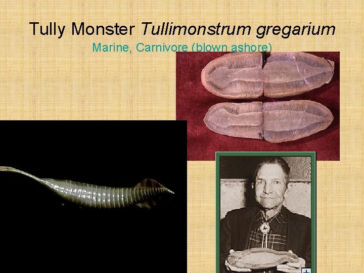 Tully Monster Tullimonstrum gregarium Marine, Carnivore (blown ashore) 