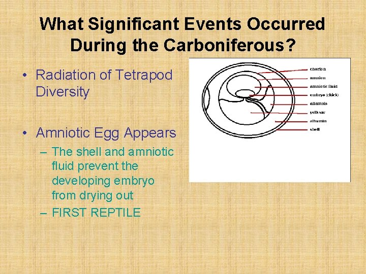 What Significant Events Occurred During the Carboniferous? • Radiation of Tetrapod Diversity • Amniotic