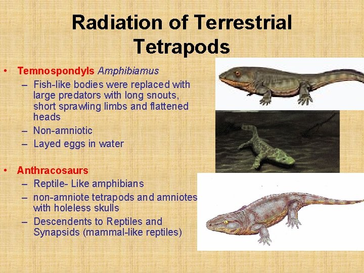 Radiation of Terrestrial Tetrapods • Temnospondyls Amphibiamus – Fish-like bodies were replaced with large