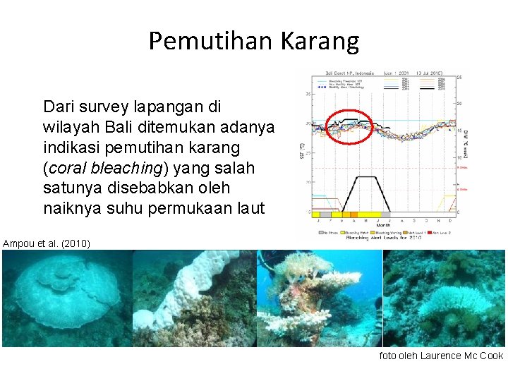 Pemutihan Karang Dari survey lapangan di wilayah Bali ditemukan adanya indikasi pemutihan karang (coral