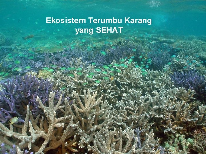 Ekosistem Terumbu Karang yang SEHAT 7 