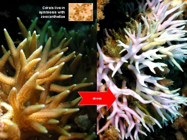 Corals live in symbiosis with zooxanthellae stress 8 