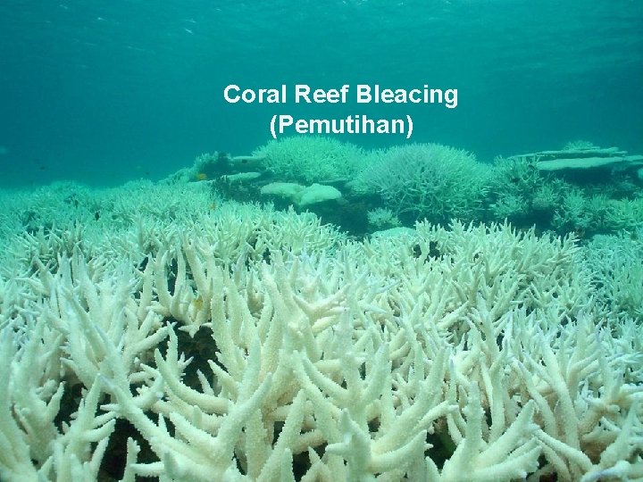 Coral Reef Bleacing (Pemutihan) 9 