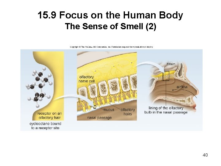 15. 9 Focus on the Human Body The Sense of Smell (2) 40 
