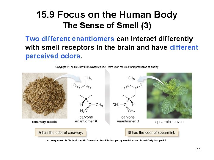 15. 9 Focus on the Human Body The Sense of Smell (3) Two different