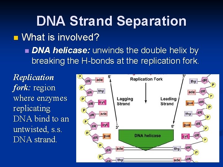 DNA Strand Separation n What is involved? n DNA helicase: unwinds the double helix