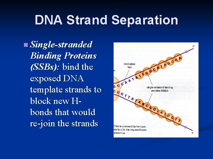 DNA Strand Separation n Single-stranded Binding Proteins (SSBs): bind the exposed DNA template strands