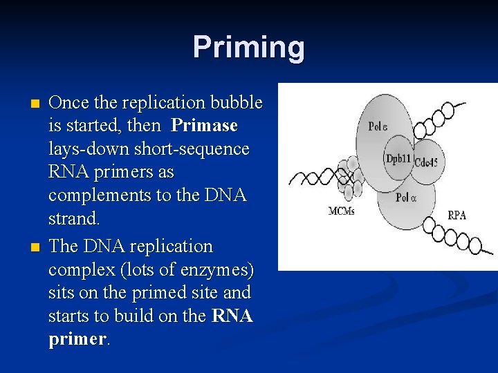 Priming n n Once the replication bubble is started, then Primase lays-down short-sequence RNA