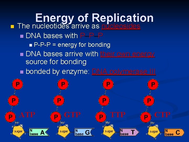n Energy of Replication The nucleotides arrive as nucleosides n DNA bases with P–P–P
