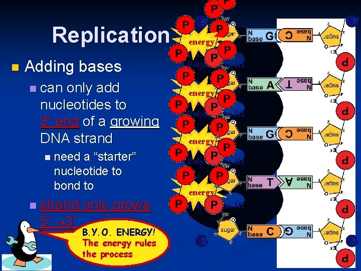 Replication n Adding bases n can only add nucleotides to 3 end of a