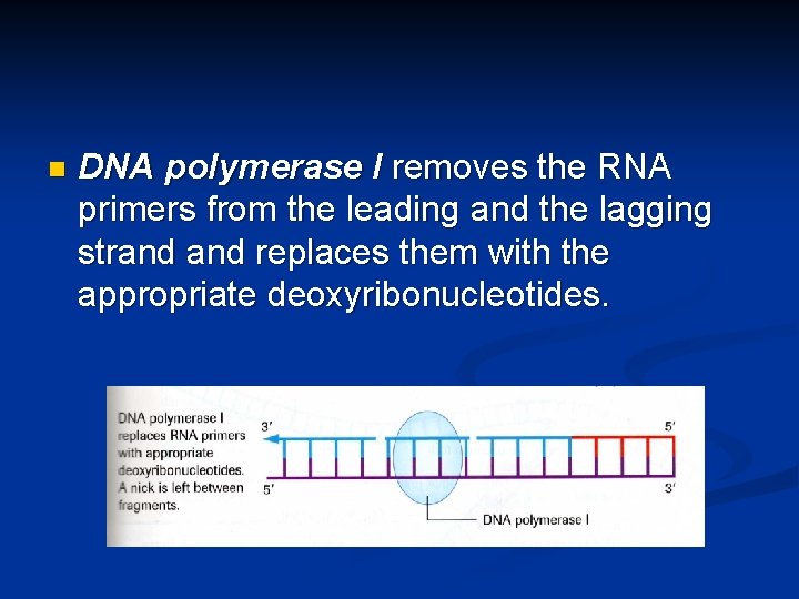 n DNA polymerase I removes the RNA primers from the leading and the lagging