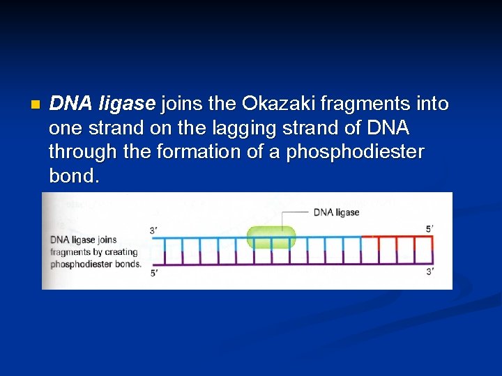 n DNA ligase joins the Okazaki fragments into one strand on the lagging strand