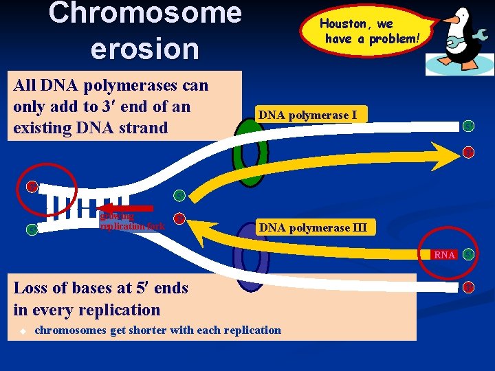 Chromosome erosion All DNA polymerases can only add to 3 end of an existing