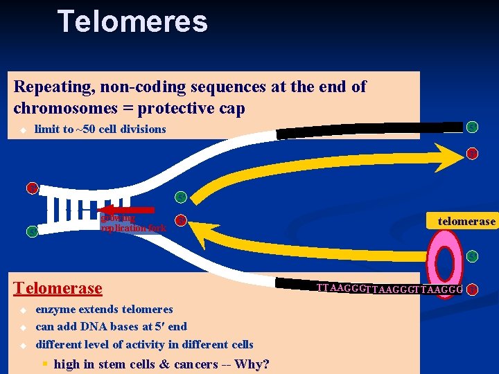 Telomeres Repeating, non-coding sequences at the end of chromosomes = protective cap u limit