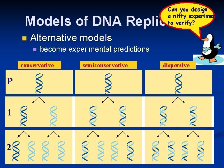 Can you design a nifty experiment to verify? Models of DNA Replication n Alternative