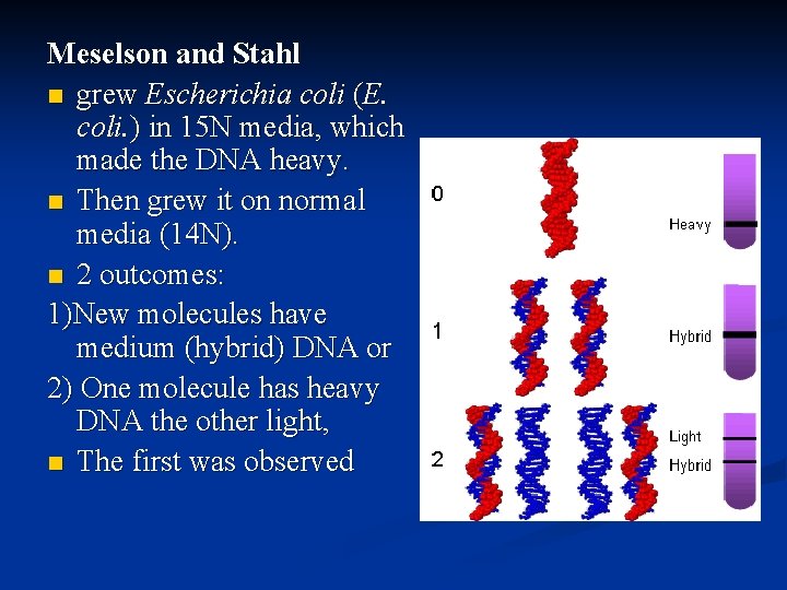 Meselson and Stahl n grew Escherichia coli (E. coli. ) in 15 N media,