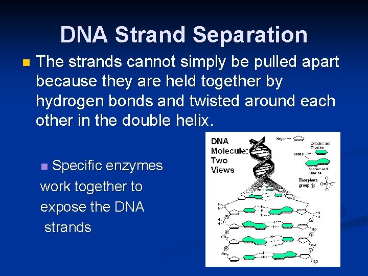 DNA Strand Separation n The strands cannot simply be pulled apart because they are