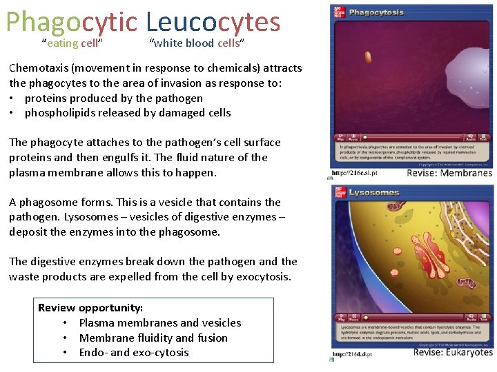 Phagocytic Leucocytes “eating cell” “white blood cells” Chemotaxis (movement in response to chemicals) attracts