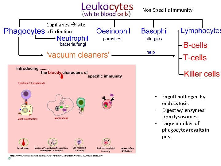 Non Specific immunity Capillaries site of infection • Engulf pathogen by endocytosis • Digest