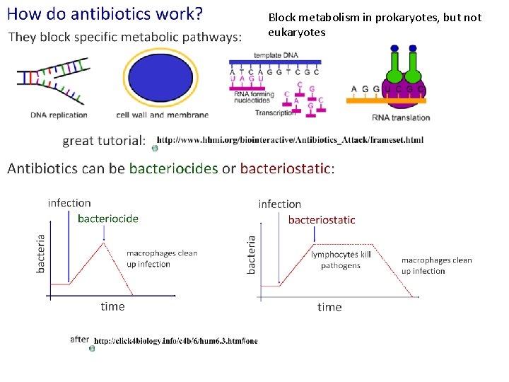 Block metabolism in prokaryotes, but not eukaryotes 