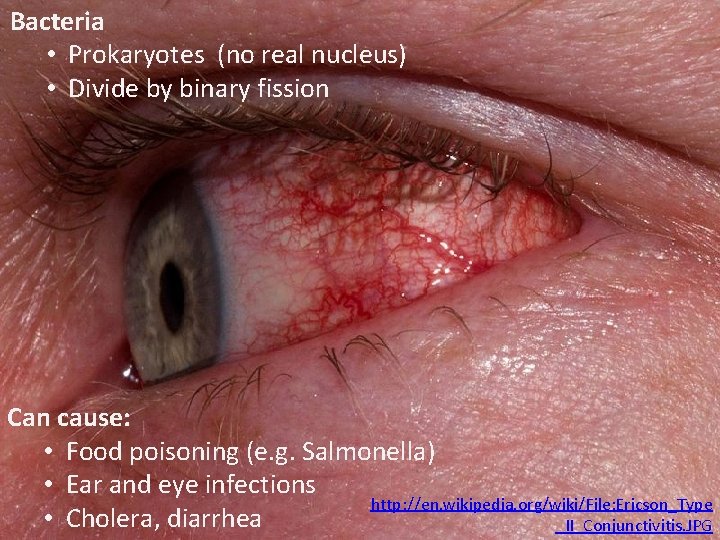 Bacteria • Prokaryotes (no real nucleus) • Divide by binary fission Can cause: •