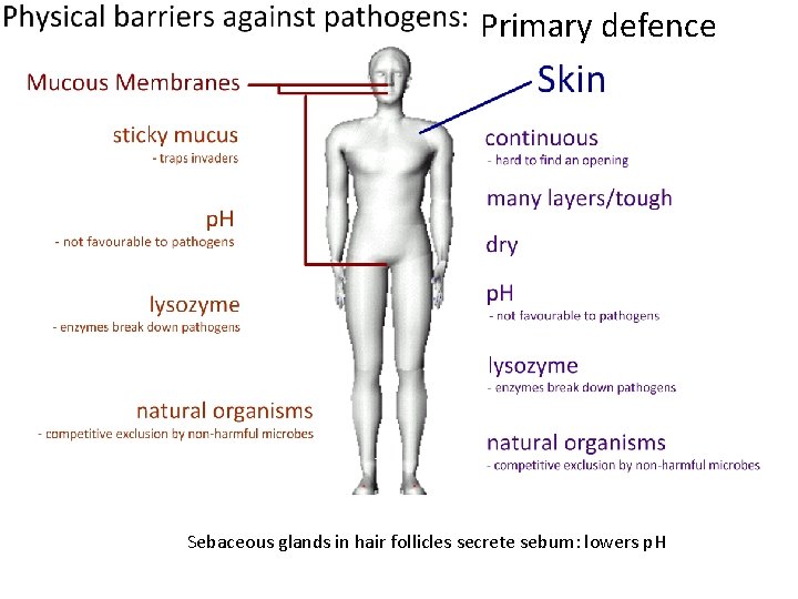 Primary defence Sebaceous glands in hair follicles secrete sebum: lowers p. H 