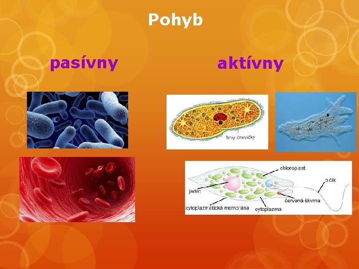 Pohyb pasívny aktívny 