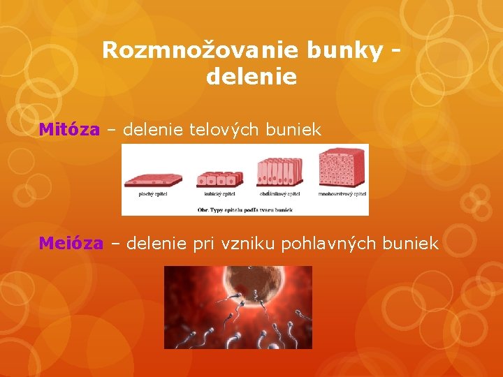 Rozmnožovanie bunky delenie Mitóza – delenie telových buniek Meióza – delenie pri vzniku pohlavných