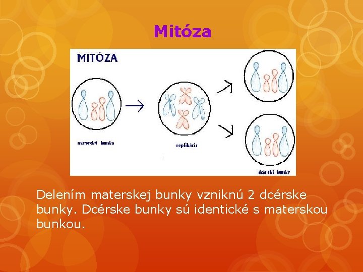 Mitóza Delením materskej bunky vzniknú 2 dcérske bunky. Dcérske bunky sú identické s materskou