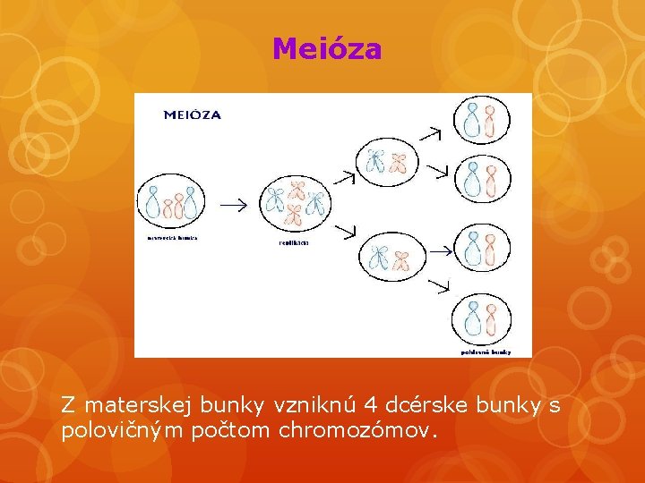 Meióza Z materskej bunky vzniknú 4 dcérske bunky s polovičným počtom chromozómov. 