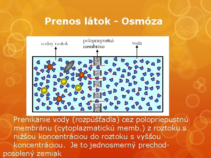 Prenos látok - Osmóza Prenikanie vody (rozpúšťadla) cez polopriepustnú membránu (cytoplazmatickú memb. ) z