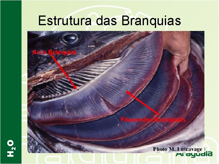 Estrutura das Branquias Arco Brânquial H 2 O Filamentos Brânquiais 