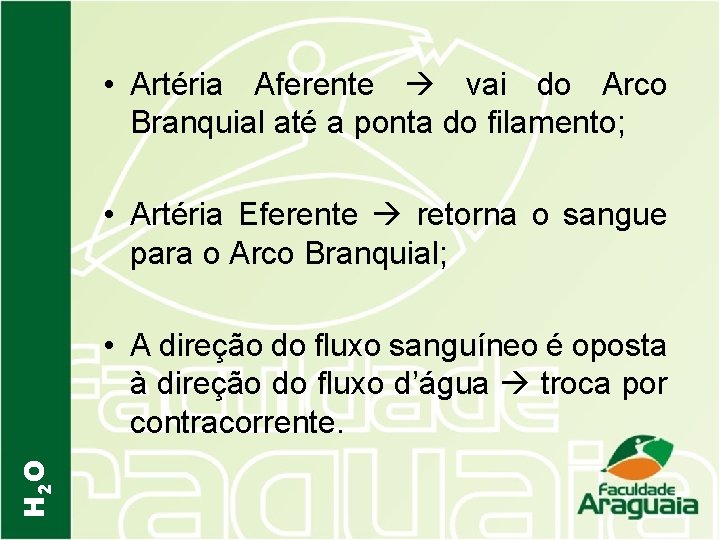  • Artéria Aferente vai do Arco Branquial até a ponta do filamento; •