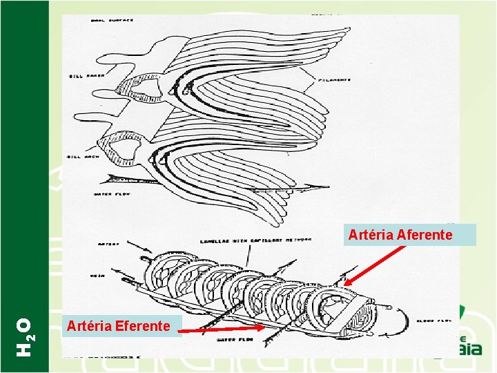 H 2 O Artéria Aferente Artéria Eferente 