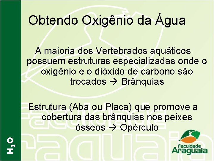 Obtendo Oxigênio da Água A maioria dos Vertebrados aquáticos possuem estruturas especializadas onde o