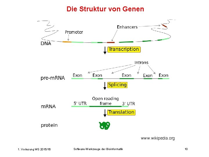 Die Struktur von Genen www. wikipedia. org 1. Vorlesung WS 2015/16 Software-Werkzeuge der Bioinformatik