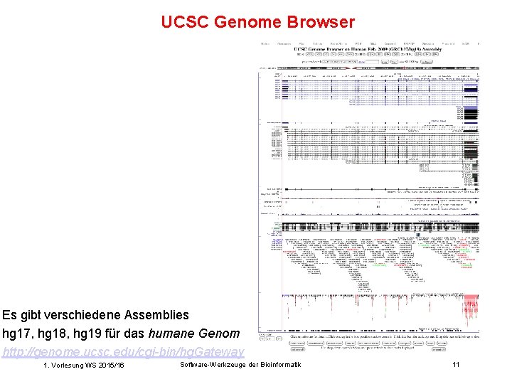 UCSC Genome Browser Es gibt verschiedene Assemblies hg 17, hg 18, hg 19 für