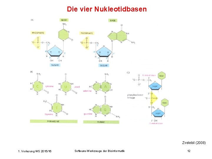 Die vier Nukleotidbasen Zvelebil (2008) 1. Vorlesung WS 2015/16 Software-Werkzeuge der Bioinformatik 12 
