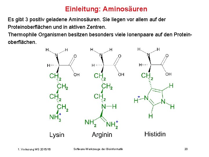 Einleitung: Aminosäuren Es gibt 3 positiv geladene Aminosäuren. Sie liegen vor allem auf der