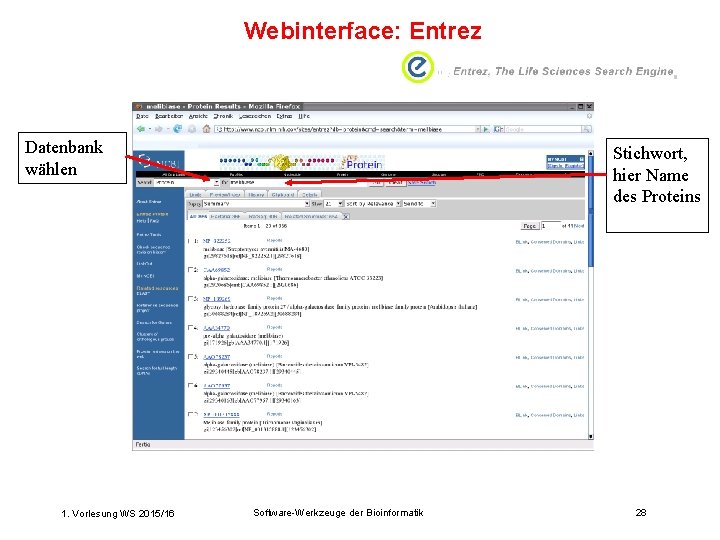 Webinterface: Entrez Datenbank wählen 1. Vorlesung WS 2015/16 Stichwort, hier Name des Proteins Software-Werkzeuge