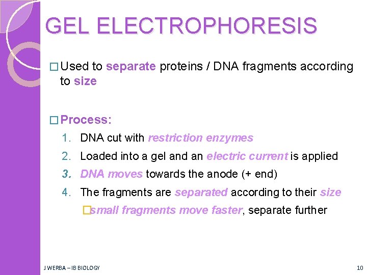 GEL ELECTROPHORESIS � Used to separate proteins / DNA fragments according to size �