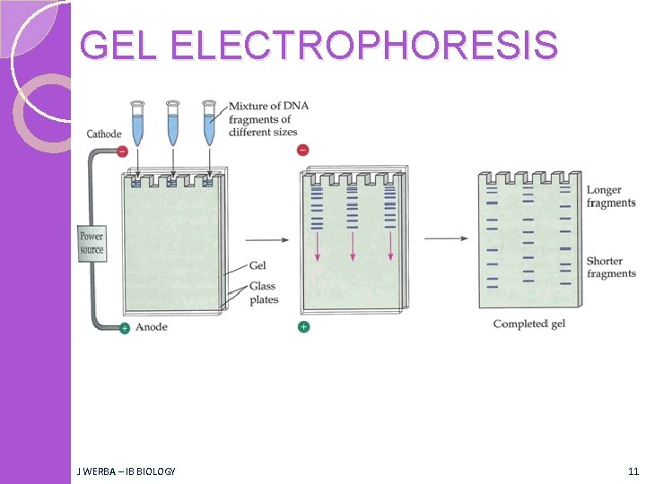 GEL ELECTROPHORESIS J WERBA – IB BIOLOGY 11 