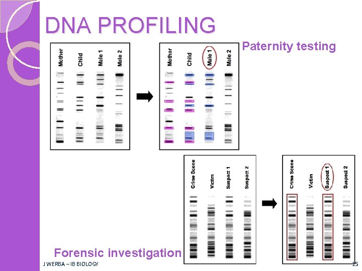 DNA PROFILING Paternity testing Forensic investigation J WERBA – IB BIOLOGY 15 