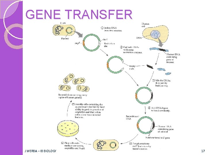 GENE TRANSFER J WERBA – IB BIOLOGY 17 