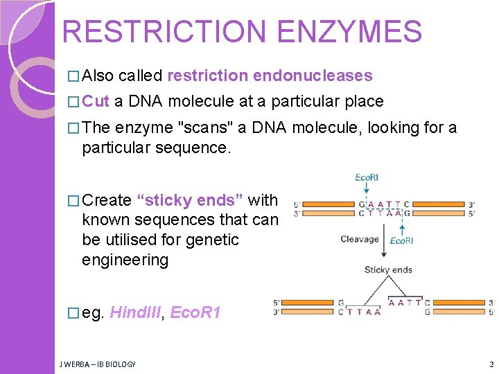 RESTRICTION ENZYMES � Also � Cut called restriction endonucleases a DNA molecule at a