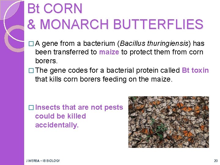 Bt CORN & MONARCH BUTTERFLIES �A gene from a bacterium (Bacillus thuringiensis) has been