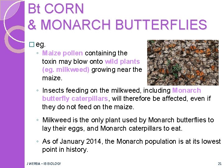 Bt CORN & MONARCH BUTTERFLIES � eg. ◦ Maize pollen containing the toxin may