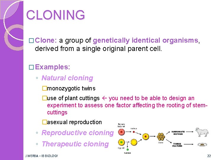 CLONING � Clone: a group of genetically identical organisms, derived from a single original